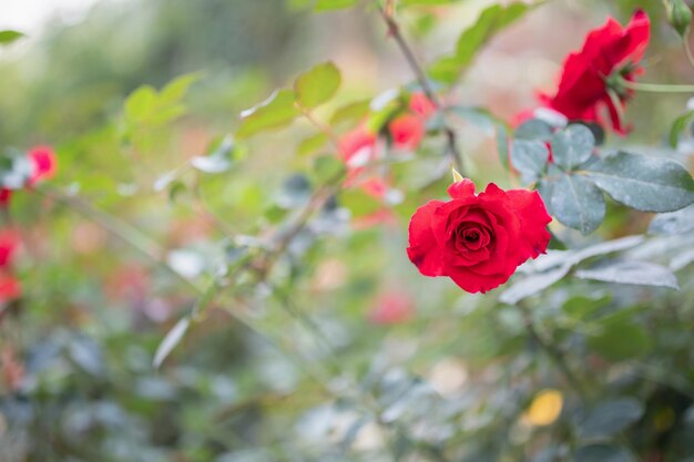 Schöne rote Rosen blühen im Garten