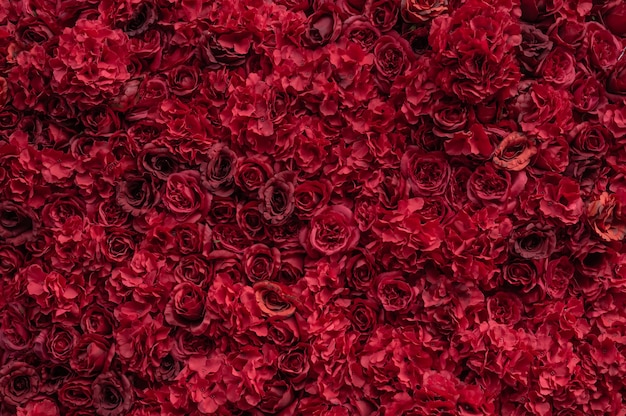 Schöne rote Rosen. Blumenwand. Nahaufnahme von riesigen roten Rosen. Valentinstag Geschenk. Liebe und Leidenschaft. Blumendesign.