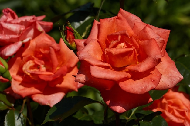 Schöne rote Rosen im Garten nach dem Regen