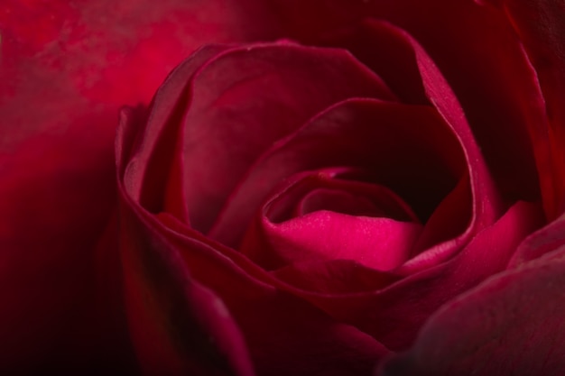 Schöne rote Rosen