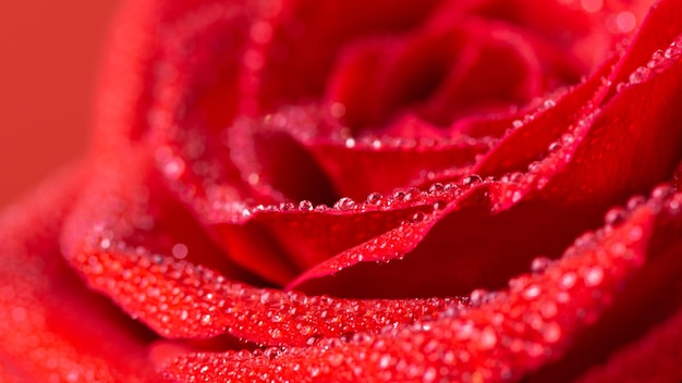 Schöne rote Rosenblüte mit Wassertropfen Nahaufnahme Makrofotografie des Rosenblütenkopfes