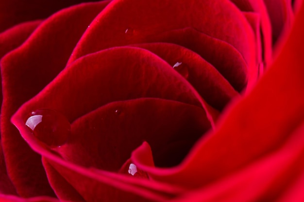 Schöne rote Rosenblüte mit Wassertropfen Nahaufnahme Makrofotografie des Rosenblütenkopfes