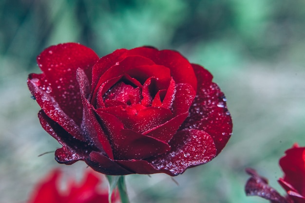 Foto schöne rote rosenblüten mit tropfen nach regen in der sommerzeit. inspirierender natürlicher blühender frühlingsblumengarten oder -park