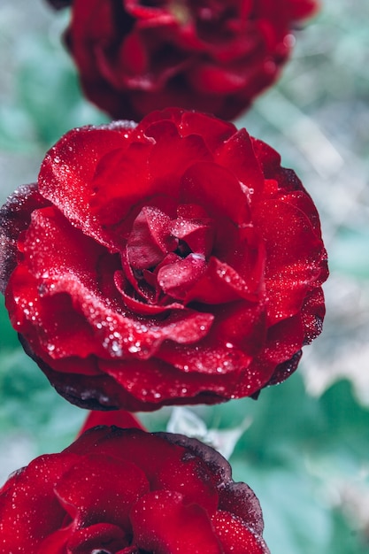 Schöne rote Rosenblüten mit Tropfen nach Regen in der Sommerzeit