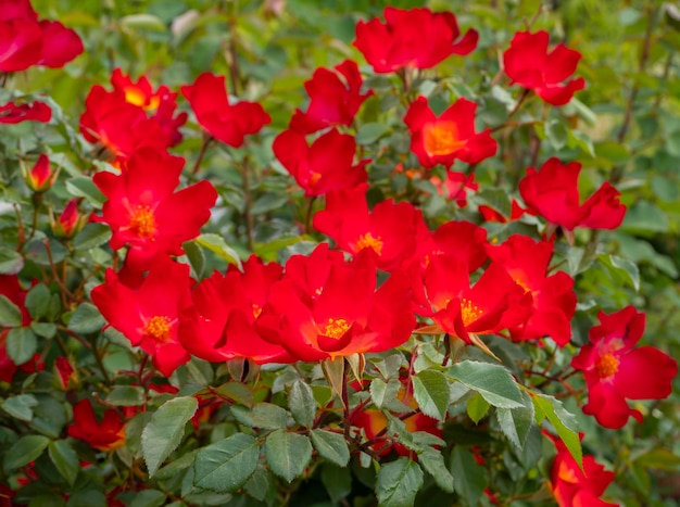 Schöne rote Rosenblume an einem sonnigen warmen Tag