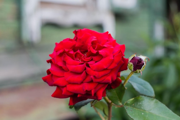 Schöne rote Rosenblume auf einem Busch