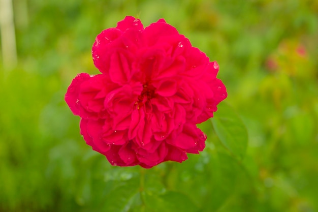 Schöne rote Rosenblume mit Unschärfehintergrund