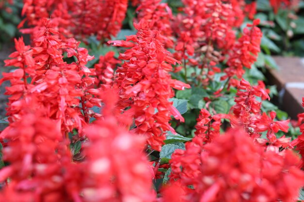 Schöne rote Salbeiblüte. Natürlicher Blumenhintergrund und -tapete