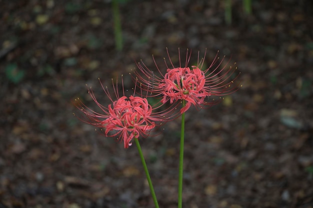 Schöne rote Spinnenlilie im Feld