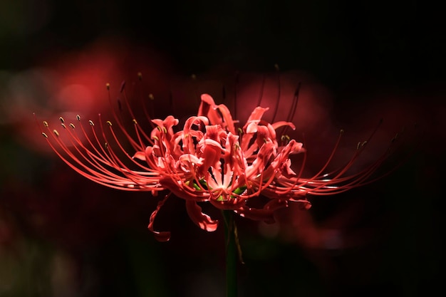 Schöne rote Spinnenlilie im Feld