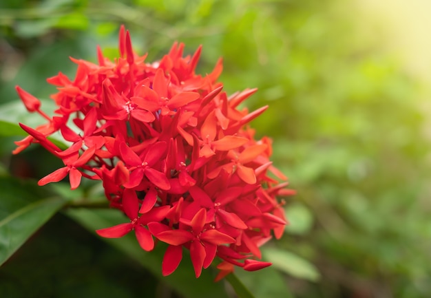 Schöne rote Spitzenblume im Garten