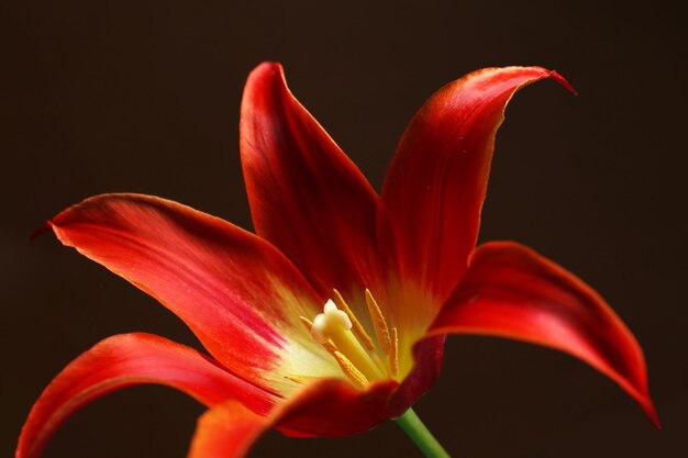 Schöne rote Tulpe auf dunklem Hintergrund