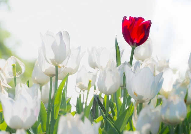 Schöne rote Tulpe herein um weiße Tulpen