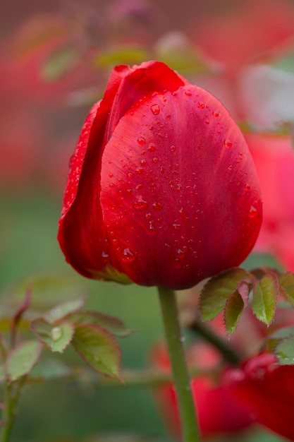 Schöne rote Tulpe im Feld auf der Tulpenfarm