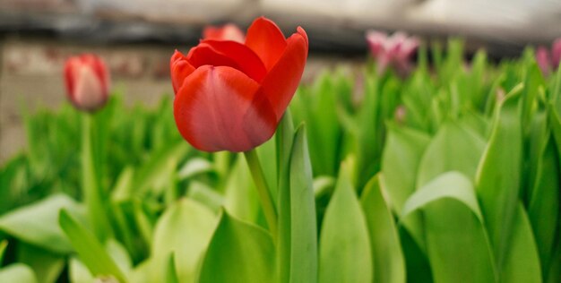 Foto schöne rote tulpen-close-up in einem gewächshaus