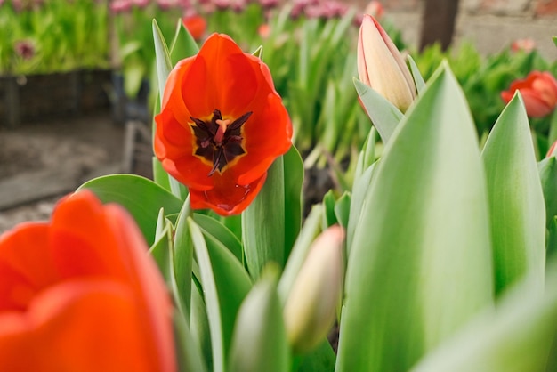 Foto schöne rote tulpen-close-up in einem gewächshaus