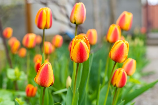 Schöne rote Tulpen, die im Blumenbeet wachsen.