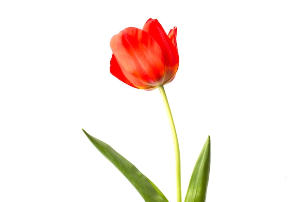 Schöne rote Tulpen und Blumenblätter auf Weiß