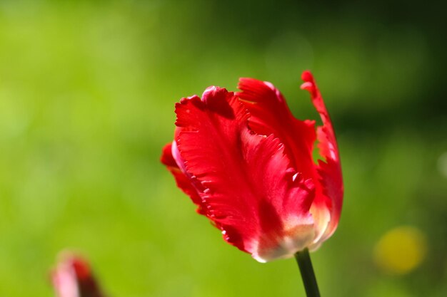 Schöne rote Tulpenblume isoliert auf verschwommenem grünem Hintergrund