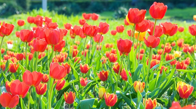 Foto schöne rote tulpenblumen des frühlings