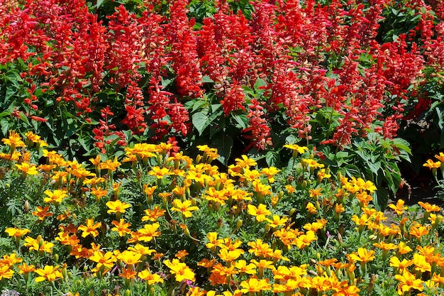 Schöne rote und gelbe Blumen