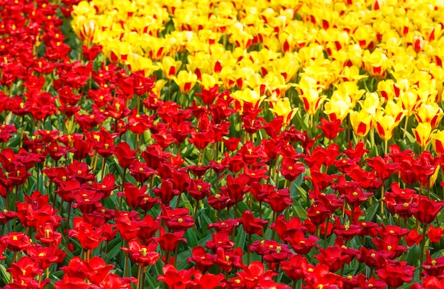 Schöne rote und gelbe Tulpen im Frühling