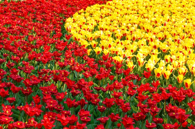 Schöne rote und gelbe Tulpen im Frühling