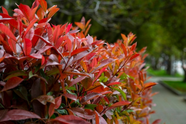 Schöne rote und grüne Blätter von Photinia fraseri 'Red Robin' Bush auf unscharfem Hintergrund des grünen Grases. Selektiver Fokus. Nahansicht