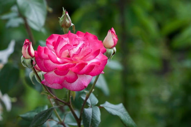 Schöne rote und weiße Rosenblume