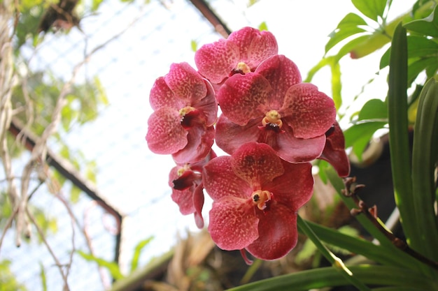 Schöne rote Vanda-Simiran-Orchideen-Blumen