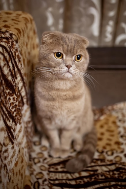 Schöne rothaarige Katze auf der Couch