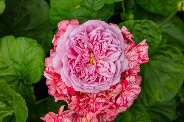 Foto schöne rotrosa nostalgische rose in einem garten. strauchrose chippendale.