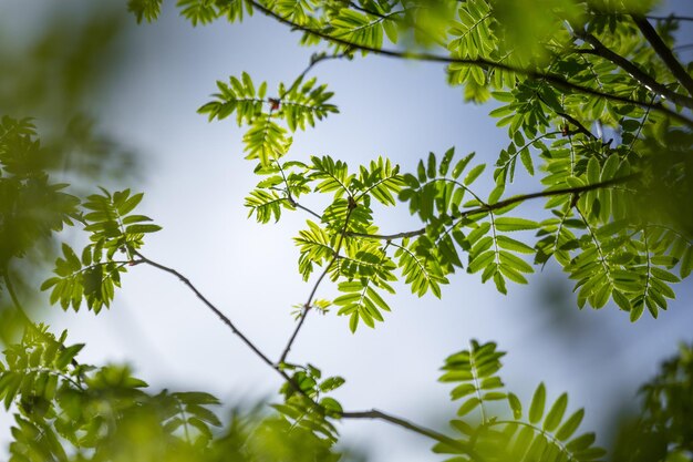 Foto schöne rowan-baumzweige mit blättern im frühling