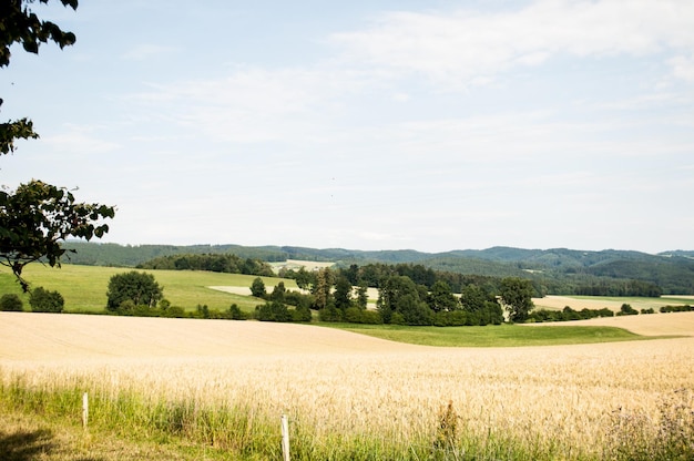 schöne ruhige Landschaft. Felder, Himmel, Wolken. Baum, Kuh