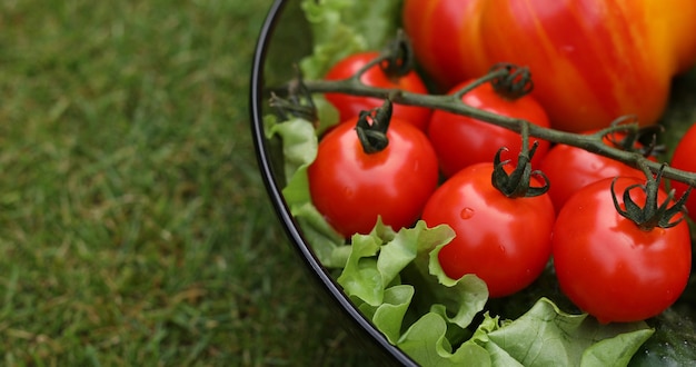 Schöne saftige rote tomaten.