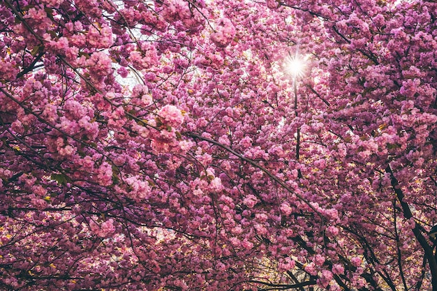 Foto schöne sakura-blumen während der frühlingssaison im park blumenmuster textur naturblumenhintergrund