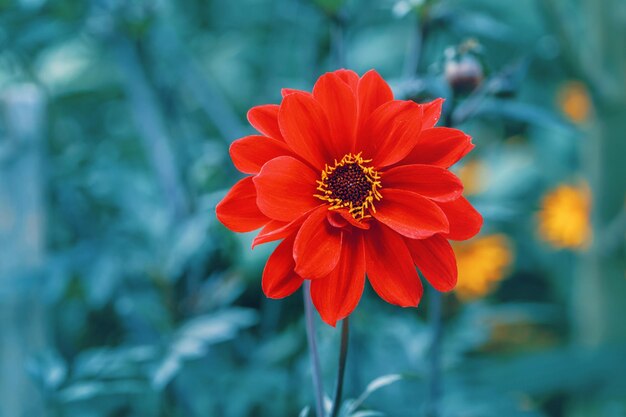 Foto schöne scharlachrote dahlia-blüte auf verblasstem, verschwommenen blauen hintergrund, dunkle kunst, launisch, blumig