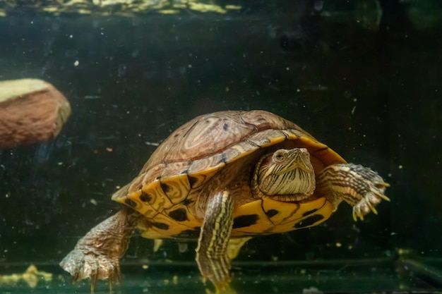 Schöne Schildkröte schwimmt im Wasser