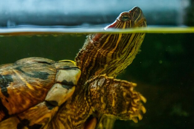 Schöne Schildkröte schwimmt im Wasser