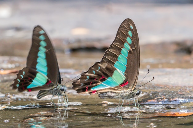 schöne Schmetterlingsgruppe in der Natur