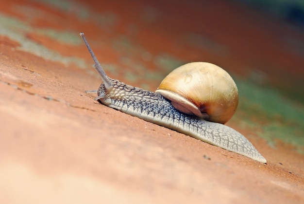 Schöne Schnecke in der Natur