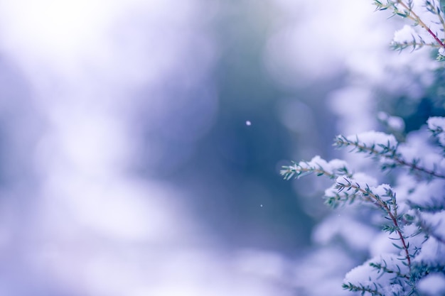 Schöne Schnee-Bokeh-Textur auf schwarzem Hintergrund. Wunderbarer Naturwinter in frischer Morgenszene