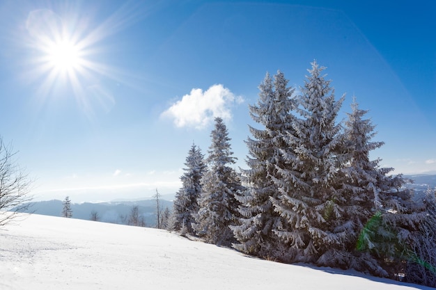 Schöne schneebedeckte Piste mit schneebedeckten Tannen stehen an einem sonnigen Wintertag gegen den blauen Himmel Das Konzept der unberührten schönen Natur im nördlichen Land