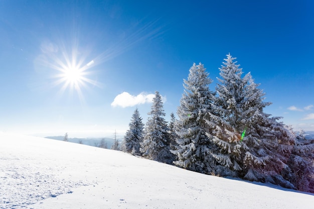 Schöne schneebedeckte Piste mit schneebedeckten Tannen stehen an einem sonnigen Wintertag gegen den blauen Himmel Das Konzept der unberührten schönen Natur im nördlichen Land