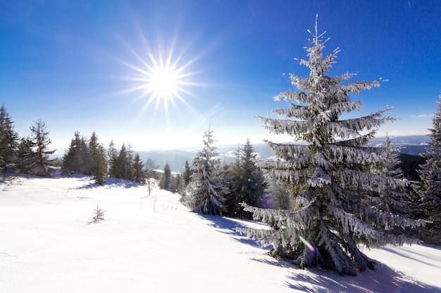 Schöne schneebedeckte Piste mit schneebedeckten Tannen stehen an einem sonnigen Wintertag gegen den blauen Himmel Das Konzept der unberührten schönen Natur im nördlichen Land