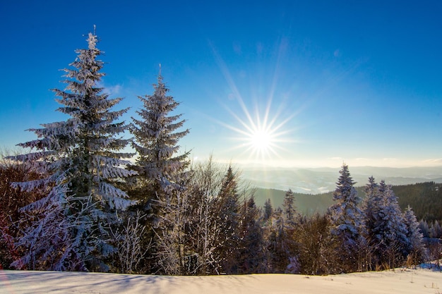 Schöne schneebedeckte Piste mit schneebedeckten Tannen stehen an einem sonnigen Wintertag gegen den blauen Himmel Das Konzept der unberührten schönen Natur im nördlichen Land