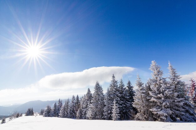 Schöne schneebedeckte Piste mit schneebedeckten Tannen stehen an einem sonnigen Wintertag gegen den blauen Himmel Das Konzept der unberührten schönen Natur im nördlichen Land