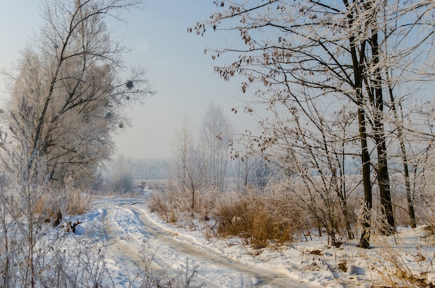 Schöne schneebedeckte Straße. Hohe schöne Bäume in Schnee und Frost