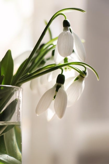 Schöne Schneeglöckchen im Glas drinnen Erste Frühlingsblumen