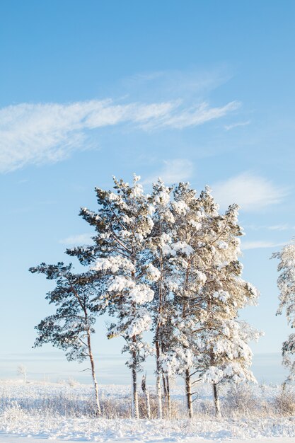 Schöne Schneetannen in der Sonne